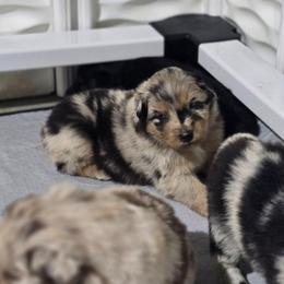 Omelet (Blue Merle) - Blue merle male Australian Shepherd puppy in Rainsville, Alabama from Chaparro Farm Aussies