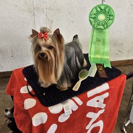 Kingsly - Yorkshire Terrier