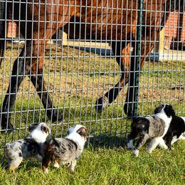 Miniature Australian Shepherd Puppies from Knockout Aussies