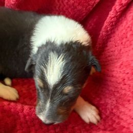 Tricolor Boy - Black white and tan male Collie puppy in Honaker, Virginia from KLW Farm