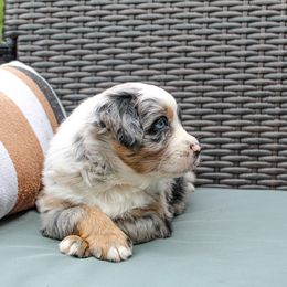 Violet - Blue merle female Miniature Australian Shepherd puppy in Oakland, Maryland from Yarborough Kennels