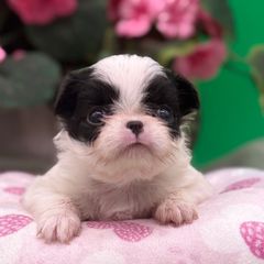 Girl 2 - Black tan and white female Japanese Chin puppy in Clark County, Nevada from My Pride Poodles & Japanese Chins