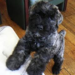 Bouvier des Flandres Puppies from Sleeping Lady Bouviers