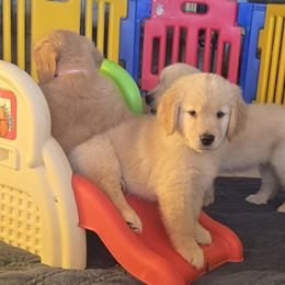 Golden Retriever puppies from Xanadu Goldens