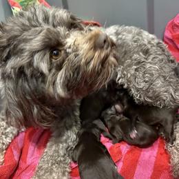 Miniature Schnauzer puppies from Fancy Farms + Pups
