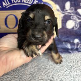 Hermey - Black and cream male Dachshund puppy in Washington from Beautiful Doxies