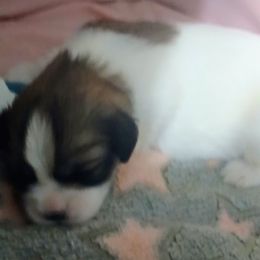Destiny - Parti female Lhasa Apso puppy in Fort Worth, Texas from Cynthia's Lhasa Apsos