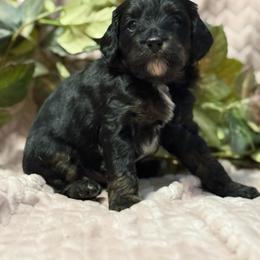 Draco F1b - Black and tan male Cavapoo puppy in Wamego, Kansas from Doodles of Oz