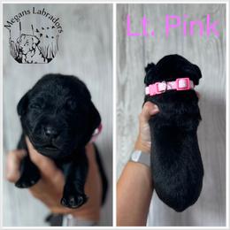 Light Pink - Black female Labrador Retriever puppy in Ste. Genevieve, Missouri from Megans Labradors