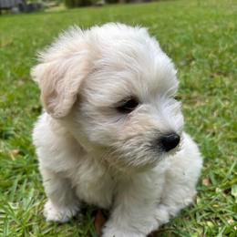 Yellow - Wheaten male Miniature Schnauzer puppy in Summerfield, Florida from M & M Schnauzers