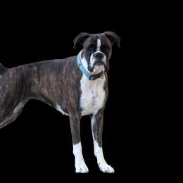 Piper - Boxer