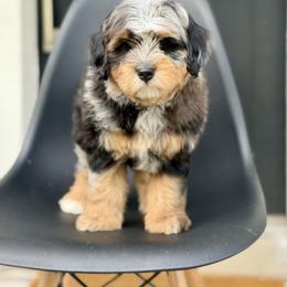 Marie- pink collar female - Tri-color female Bernedoodle puppy in Salt Lake County, Utah from Coco Avenue Pups