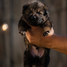 Boy 4 - Sable male German Shepherd puppy in Tamiami, Florida from Vom MontHaus