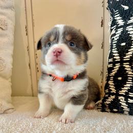 Lincoln-Link - Blue male Pembroke Welsh Corgi puppy in Norman, Oklahoma from Charm Farm Corgis