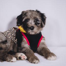 Bordoodle Puppies from 2J 2K Bordoodles