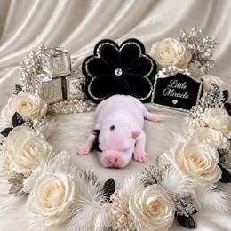 Splash White and Black Girl - Black and white female Boston Terrier puppy in San Antonio, Texas from JT Bostons