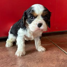 Oreo - Tri-color male Cavalier King Charles Spaniel puppy in Broken Arrow, Oklahoma from Cavalier King Charles Heartland