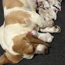 Basset Hound Puppies from Blessed Bassets
