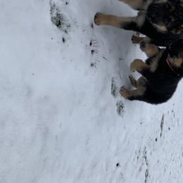 German Shepherd Puppies from Klein Bauernhof German Shepherds