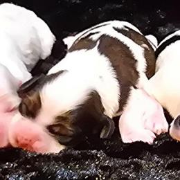 Corporal - Brown and white male Cocker Spaniel puppy in Florence, South Carolina from Reddick's American Cocker Spaniels