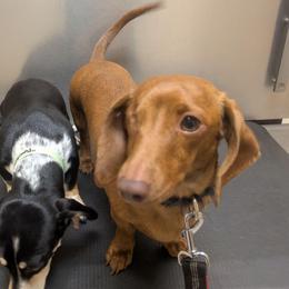 One eyed Wrelma -spayed - Brindle female Dachshund puppy in Central Point, Oregon from MRS Long Dog Ranch