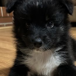 Lime - Black tri-color female Australian Shepherd puppy in Butler, Georgia from Aussies at Howling Hill Farm