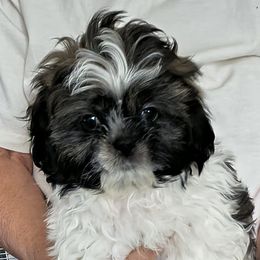 Jack - Tricolor male Shih Tzu puppy in Stockton, Missouri from James and Denise's Shih Tzus