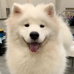 Samoyed All Grown Up from SnoHill Samoyeds