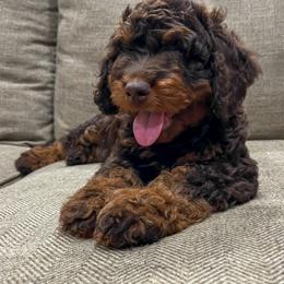 Aussiedoodle Puppies from Amos and Oak Doodles