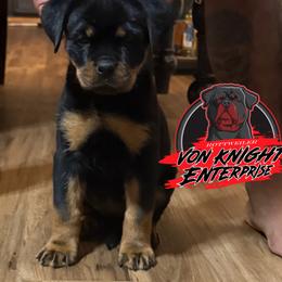 Grey collar female Dallas - Black and mahogany female Rottweiler puppy in Corydon, Indiana from Rottweiler von knight enterprise