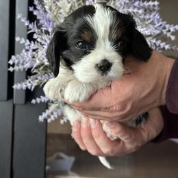 Buzz - Tri-color Cavalier King Charles Spaniel puppy in Fontana, California from Magical Cavaliers