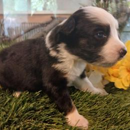 Breeze - Black tri female Miniature Australian Shepherd puppy in Penn Valley, California from Ghostfire Mini Aussies