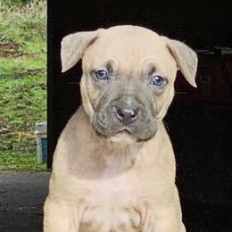 Boy 4 - Blue fawn American Pit Bull Terrier puppy in Roy, Washington from Ivie League Kennel