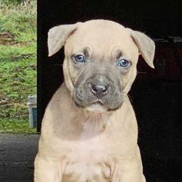 Boy 4 - Blue fawn American Pit Bull Terrier puppy in Roy, Washington from Ivie League Kennel