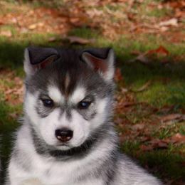 Siberian Husky Puppies from North Valley Huskies
