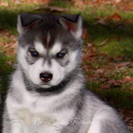 Siberian Husky Puppies from North Valley Huskies