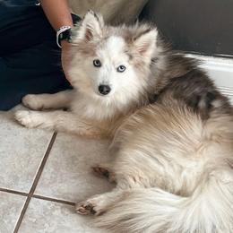 Reese - Pomsky
