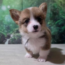 Tahini - Sable male Pembroke Welsh Corgi puppy in Washington from Castle View Royal Rumps