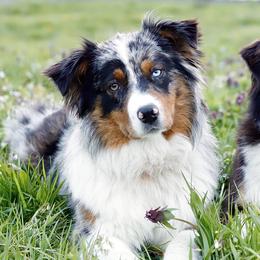 Australian Shepherds from Winner Aussies
