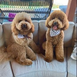 ECHO - Goldendoodle