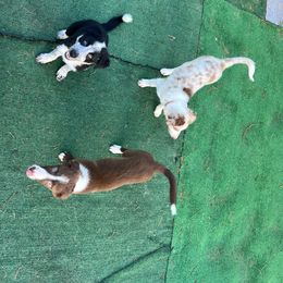 Border Collie Puppies from A&S Pet Services