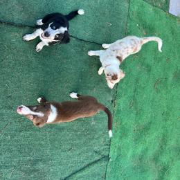 Border Collie Puppies from A&S Pet Services