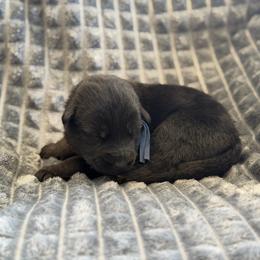 Fracture - Bi-color male German Shepherd puppy in Medical Lake, Washington from Nine Realms German Shepherds