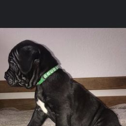 Cane Corso Puppies from Ruby Mountain Royalty