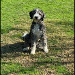 Aussiedoodle and Poodle Puppies from Arena Valley Acres LLC