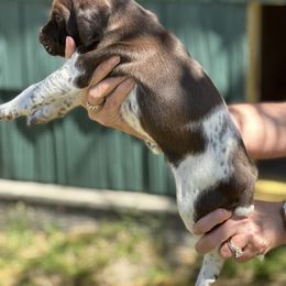 German Shorthaired Pointer Puppies from Echo Acres Farm