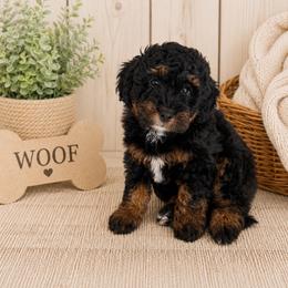 Duke - Tri-color male Bernedoodle puppy in Flagstaff, Arizona from Gunstock Doodles