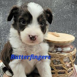 Butterfingers - Brown and white male Aussiedoodle puppy in Boonville, North Carolina from Branch Creek kennels