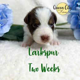Larkspur - Red tri-color male Australian Shepherd puppy in Falmouth, Kentucky from Queen City Farm