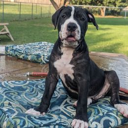 MAVERICK - Alapaha Blue Blood Bulldog puppy from Red Dirt Alapahas
